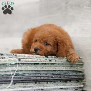 Ace, Cavapoo Puppy